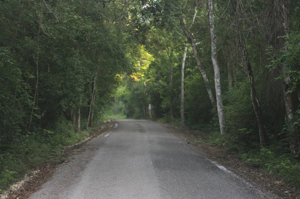 Campamento Yaax Che en Calakmul Conhuas Bagian luar foto