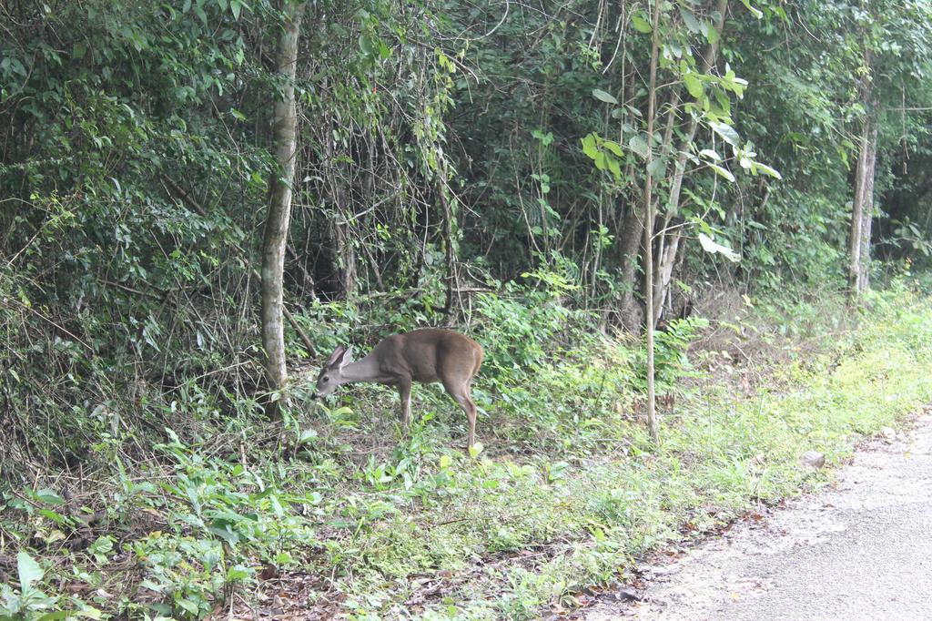 Campamento Yaax Che en Calakmul Conhuas Bagian luar foto